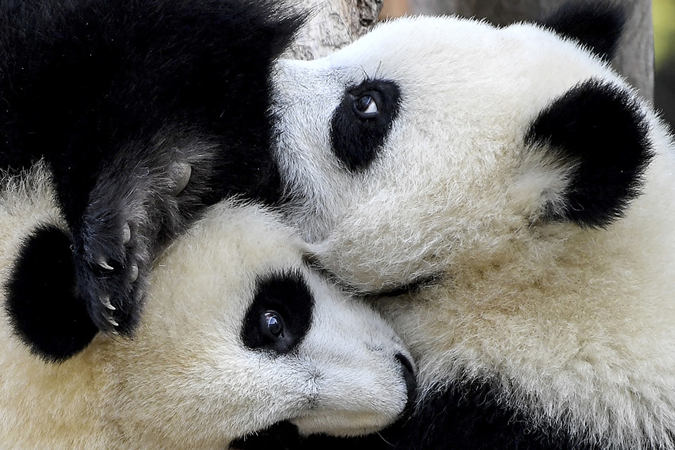 γιν-και-γιανκ-2394087