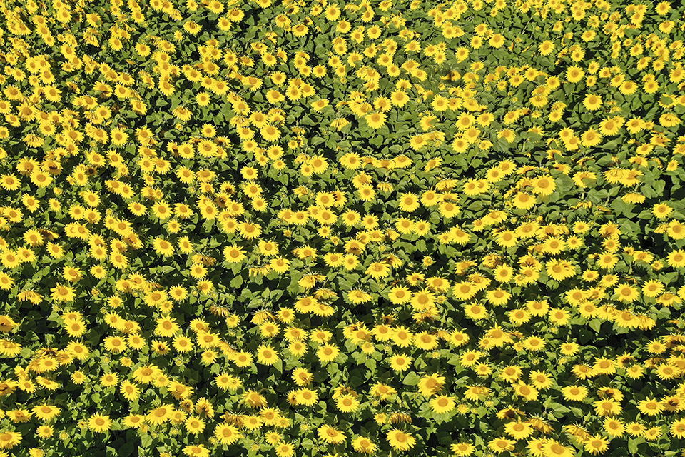 λίγο-καλοκαίρι-στο-βάζο-2394384