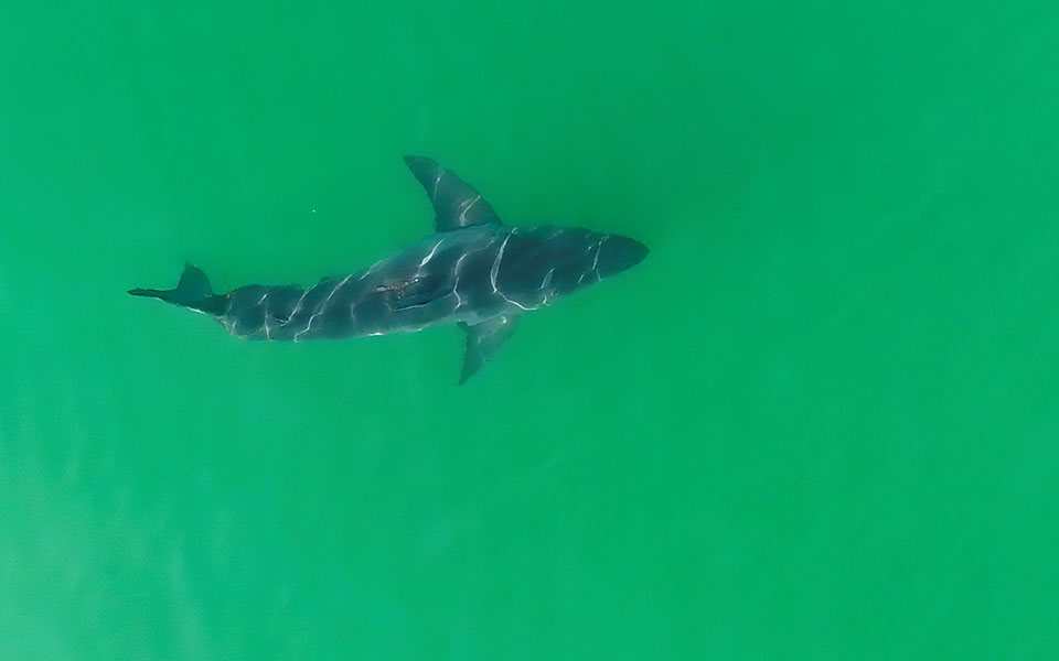 αυστραλία-eνας-άνδρας-πήδηξε-πάνω-σε-κα-2392922