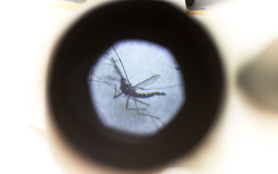 τα-κουνούπια-αγριεύουν-sos-από-επιστήμ-2300426