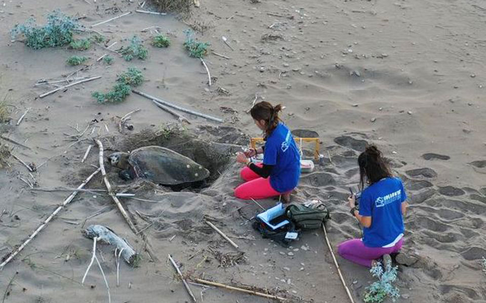 αυξήθηκαν-οι-φωλιές-των-χελωνών-καρέτ-2392627