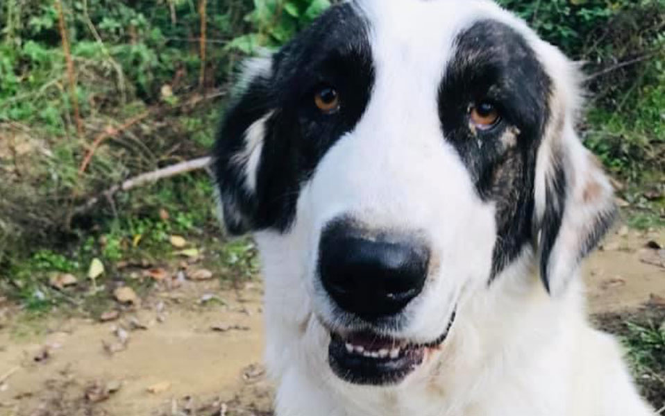 επίθεση-με-φόλες-σε-ελληνικούς-ποιμεν-2393326