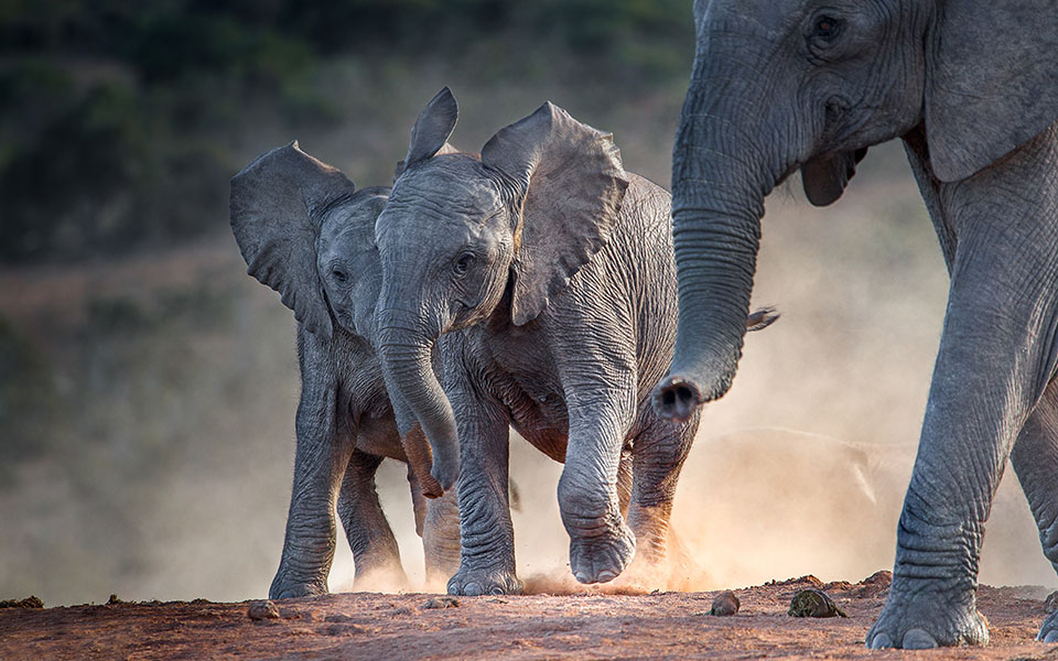 στον-πηνειό-ζούσαν-κάποτε-ελέφαντες-ι-2392132