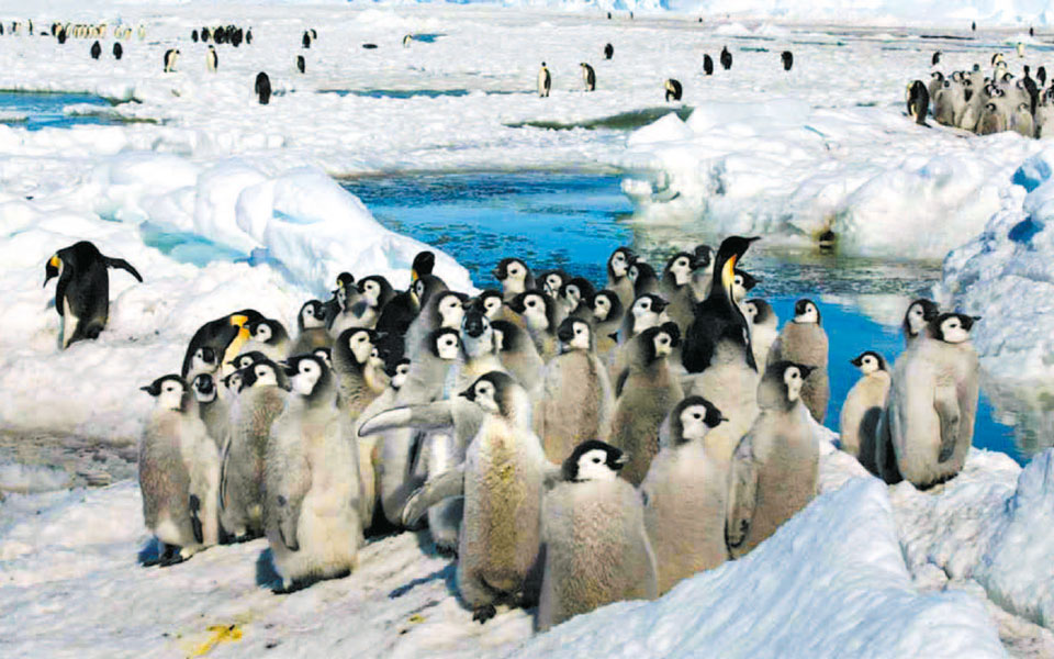 νέες-αποικίες-αυτοκρατορικών-πιγκου-2391681