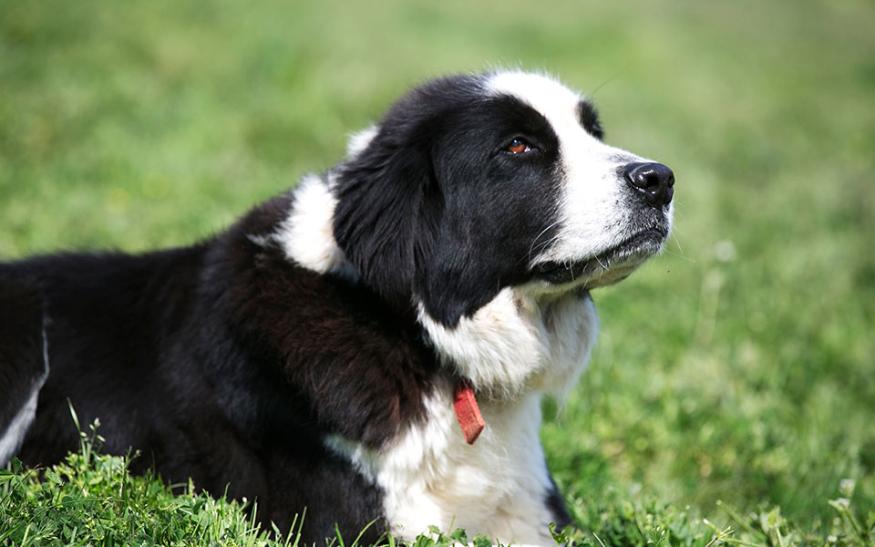 φόλες-σε-ελληνικούς-ποιμενικούς-στη-φ-2393428