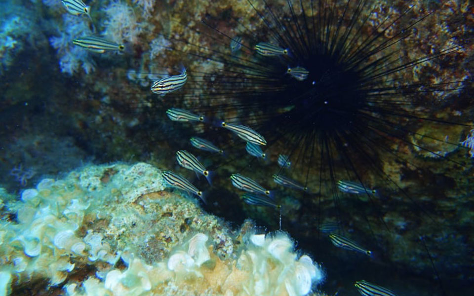 ξενικό-είδος-ψαριού-εντοπίστηκε-στη-ρ-2394593