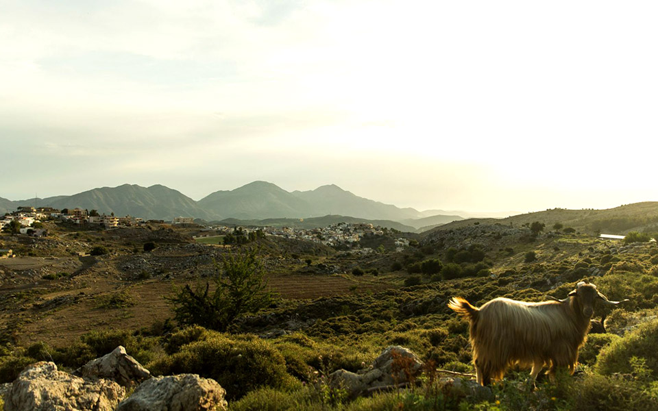 εδώ-τα-καλύτερα-προϊόντα-της-κρήτης-κρ-2393565