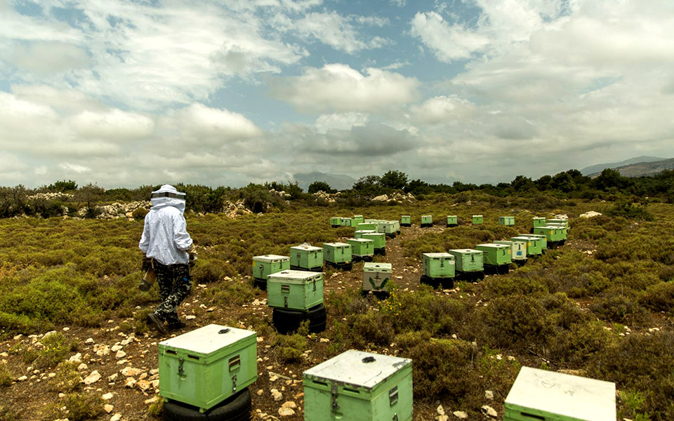 εδώ-τα-καλύτερα-προϊόντα-της-κρήτης-φρ-2393566