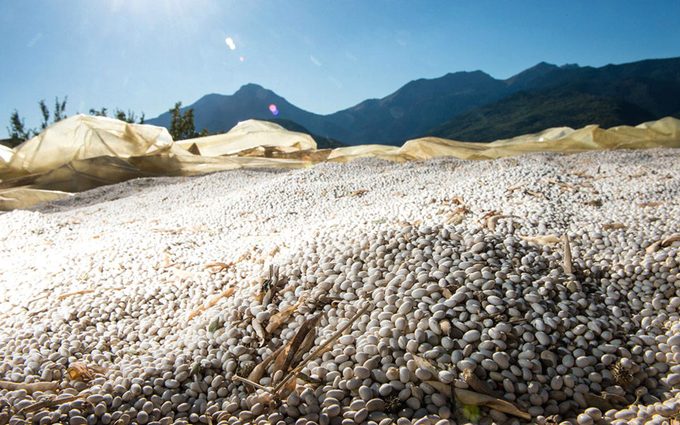 τα-μαργαριτάρια-του-φενεού-2393434