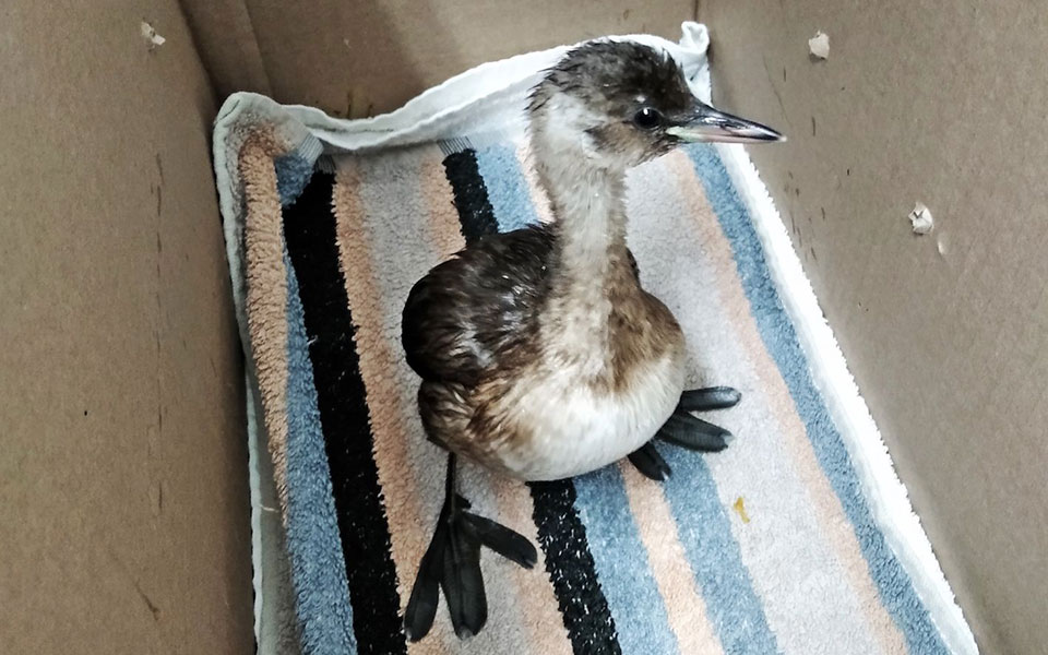 ενα-νανοβουτηχτάρι-στο-χίλτον-μια-ι-2393449