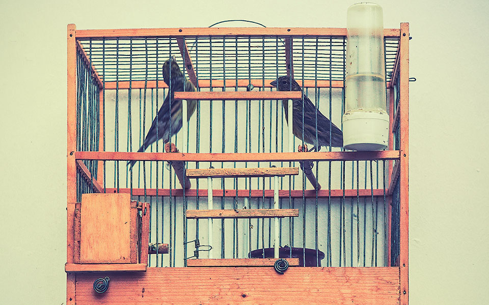 η-ιησουίτικη-ηθική-της-φιλοζωίας-2394057