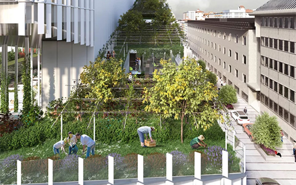 αστικές-καλλιέργειες-στο-κέντρο-του-π-2392932