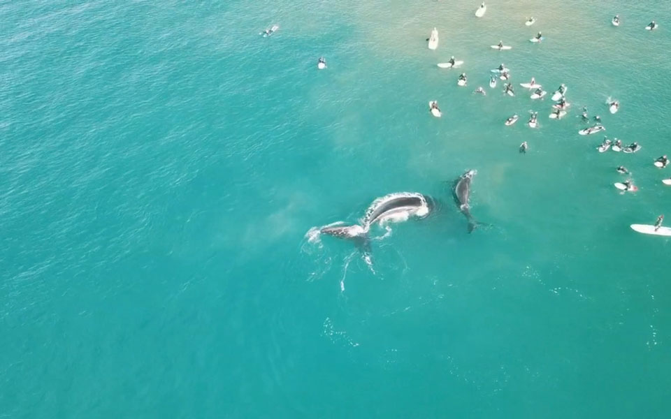 σίδνεϊ-δύο-φάλαινες-σε-μικρή-απόσταση-2391395