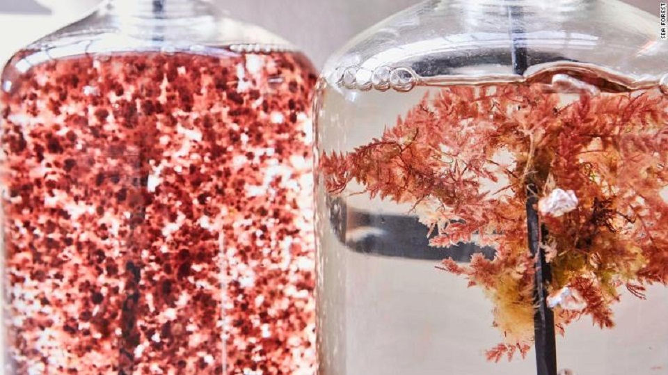 τα-κόκκινα-φύκια-που-θα-σώσουν-το-περιβ-561087685