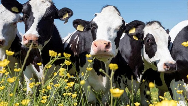 Τα κόκκινα φύκια που θα σώσουν το περιβάλλον-1