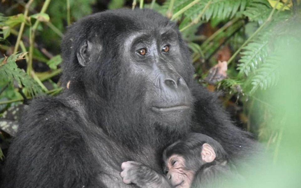 wwf-τα-δύο-τρίτα-της-άγριας-πανίδας-εξαφα-561073144