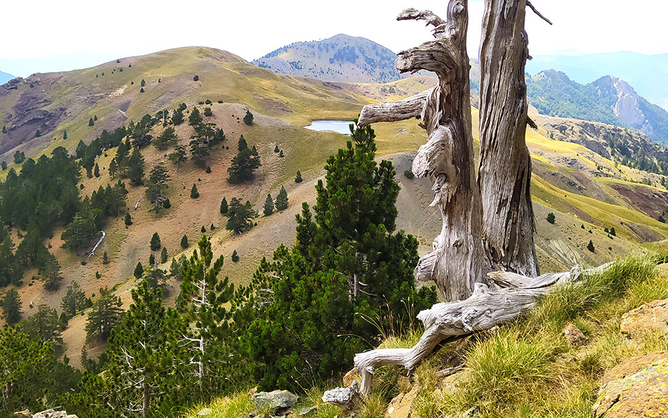 σμόλικας-βόρεια-πίνδος-μοναχική-αν-561082420