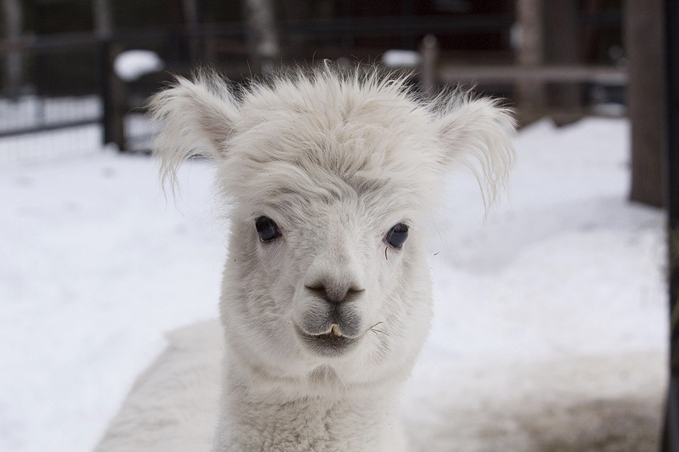 Ο μακαρίτης Σίζαρ