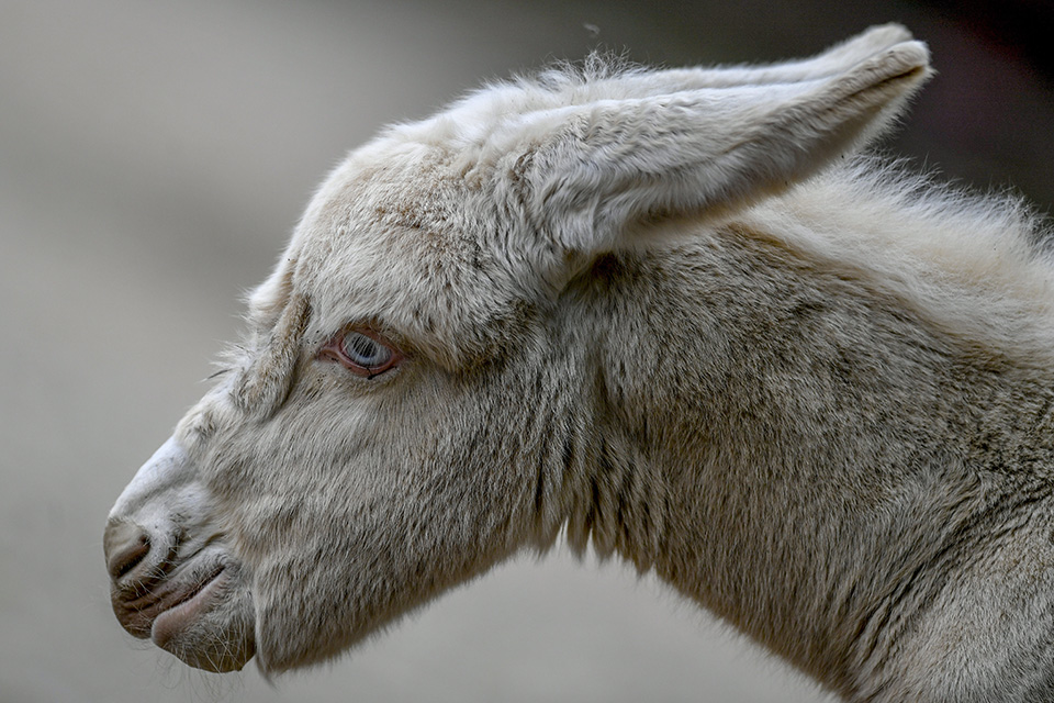 Ο ασπρούλης
