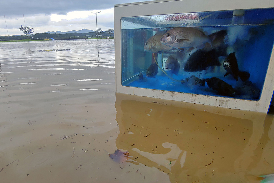 Χωρίς διαφυγή