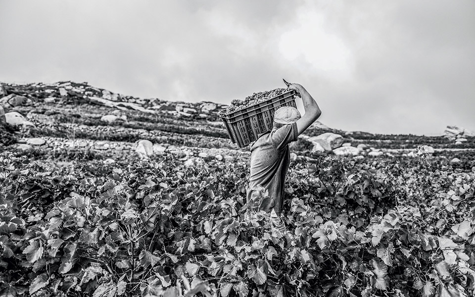 ο-άγιος-σεπτέμβριος-ο-τρυγητής-561098764