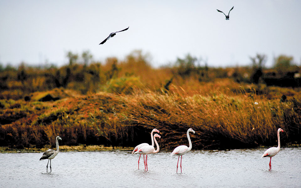 φρένο-από-στε-στο-σχέδιο-για-το-δέλτα-561064654