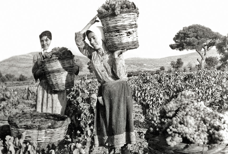 Eνα λεύκωμα «εμφιαλώνει» την ιστορία του οίνου στα Μεσόγεια Αττικής-1