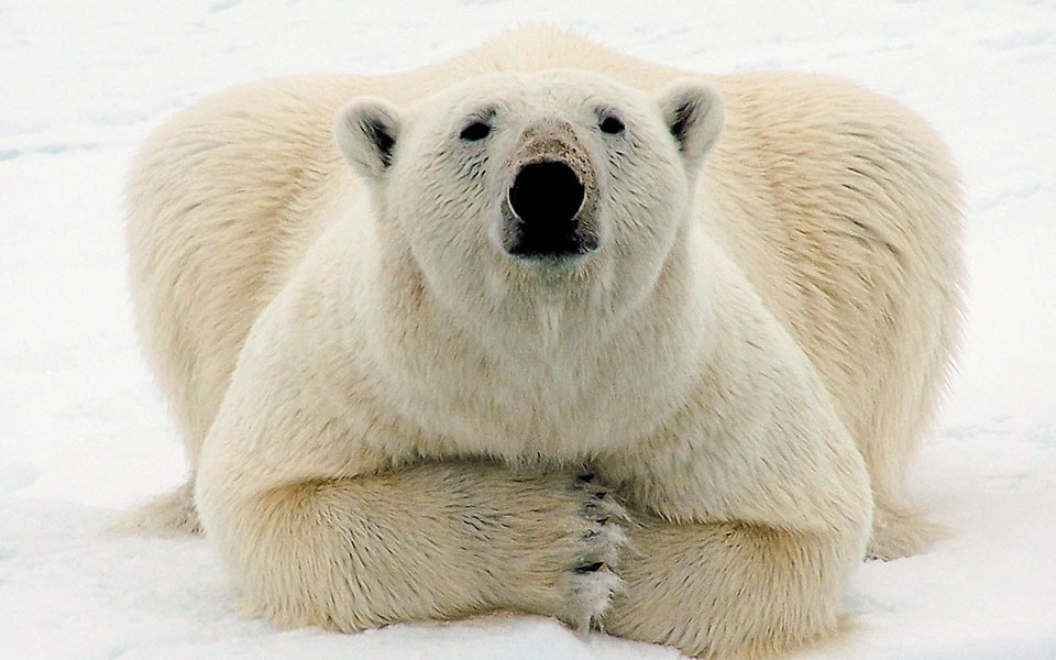 δραματική-μείωση-του-πληθυσμού-άγριω-561074605