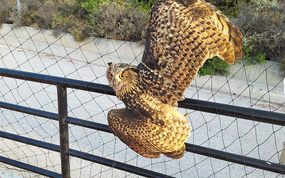 οι-μαθητές-του-κωστέα-γείτονα-επιδεικ-561098476