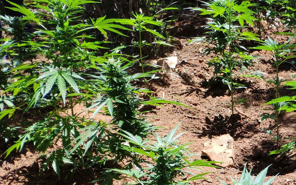 ηράκλειο-δενδρύλλια-κάνναβης-εντοπί-561076090