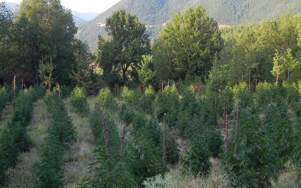 καλάβρυτα-εντοπίστηκε-φυτεία-με-91-δενδ-561070144