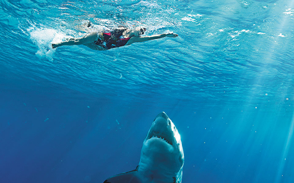 οι-νέοι-και-η-θάλασσα-561084193