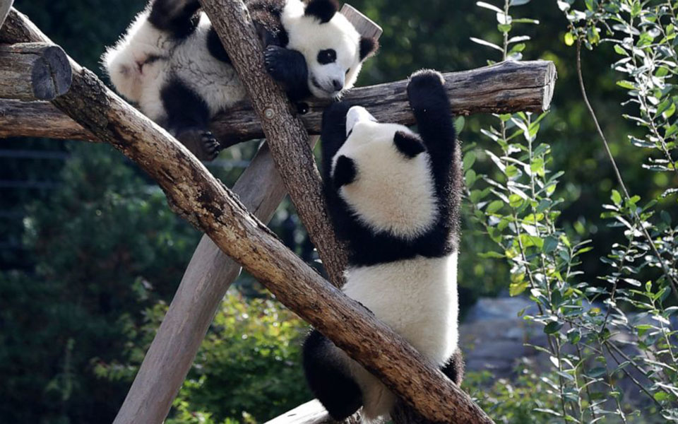 δίδυμα-πάντα-γιόρτασαν-τα-πρώτα-τους-γ-561068473