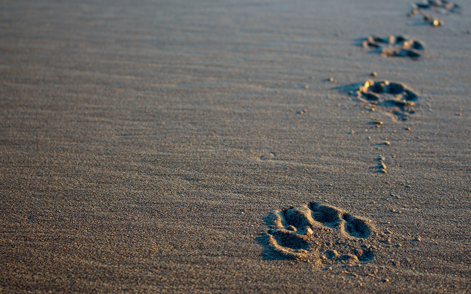 αποτέφρωση-ζώων-561073771