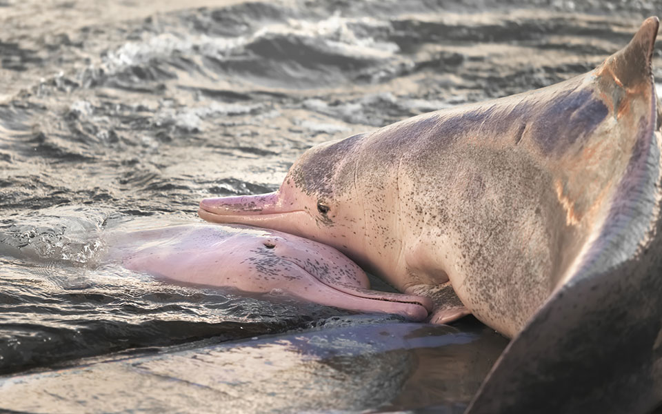 η-πανδημία-έφερε-τα-λευκά-δελφίνια-πίσ-561079789