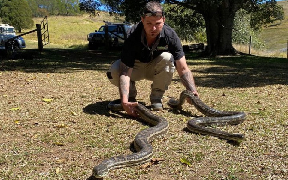 αυστραλία-αρσενικά-φίδια-προσγειώνο-2394940