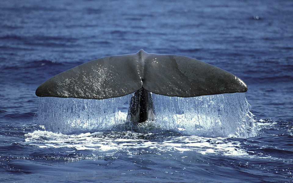 επείγουσα-επιχείρηση-για-τη-σωτηρία-250-561087541