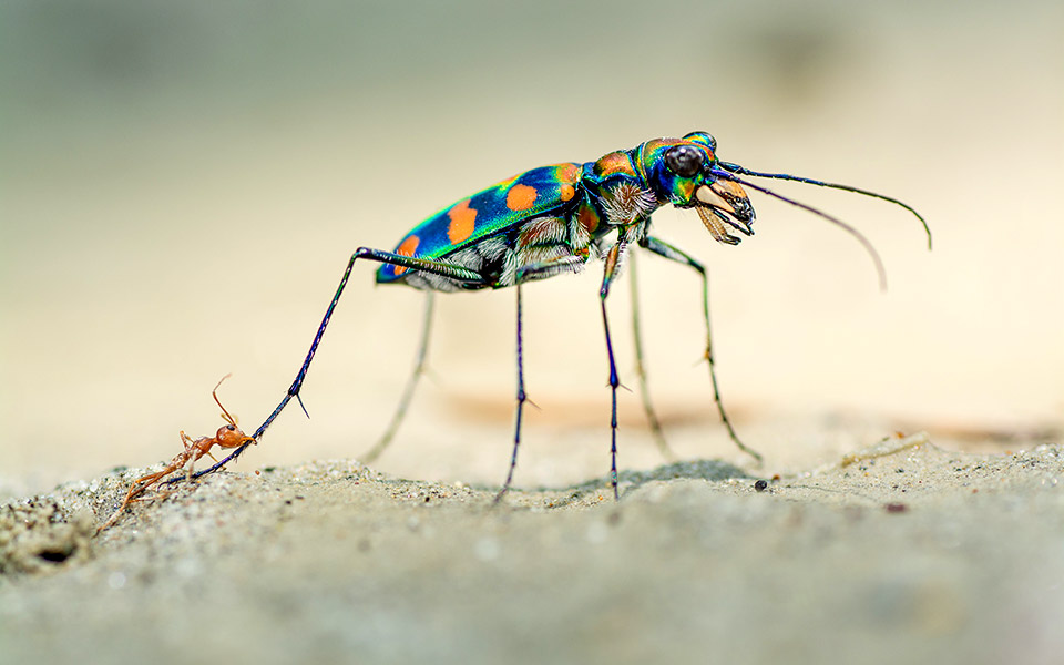 όταν-το-μυρμήγκι-συνάντησε-το-σκαθάρι-561125641