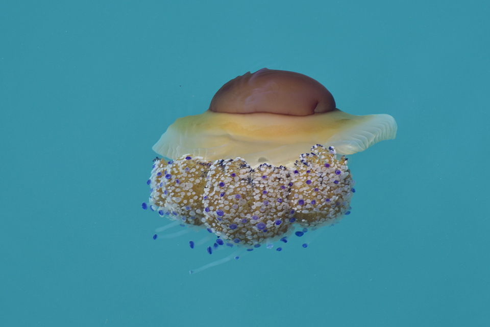 ufo-στο-ναύπλιο-561100840