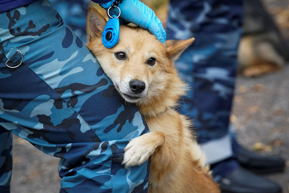 Οι ανιχνευτές