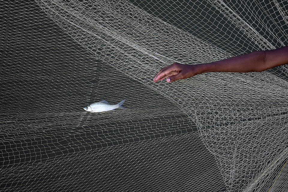 Ψάρια στην στεριά