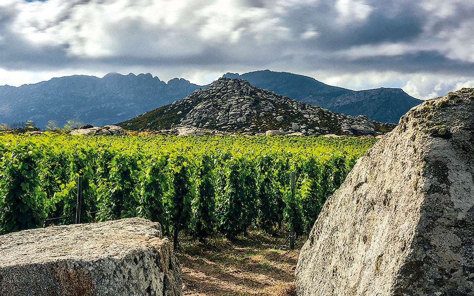 κρασί-από-την-πηγή-561106114