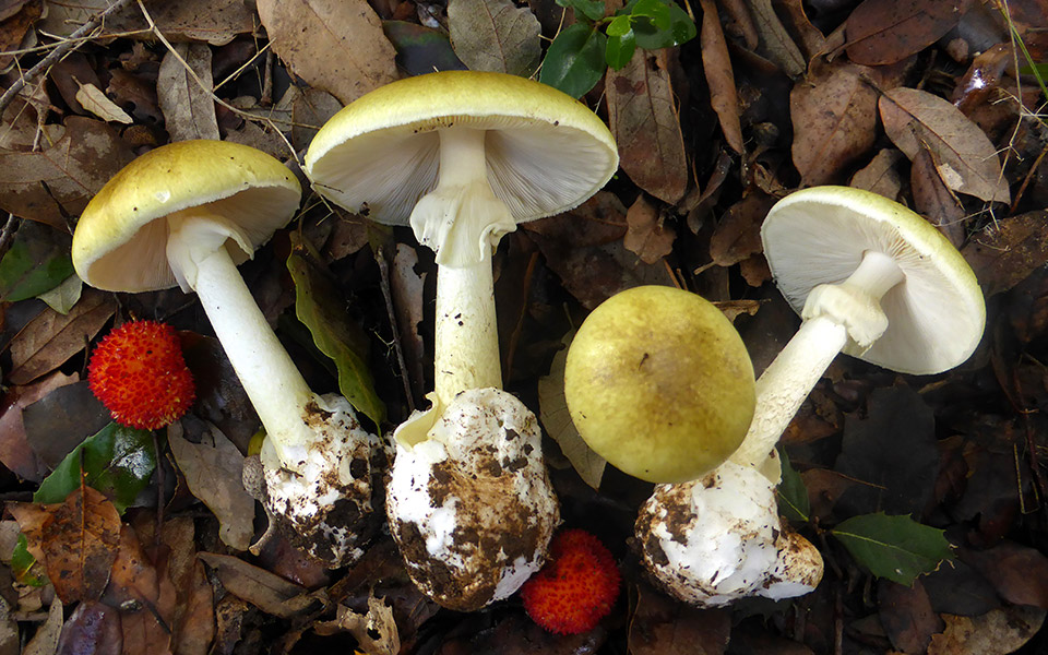 γιώργος-κωνσταντινίδης-η-μανιταροφ-561114901