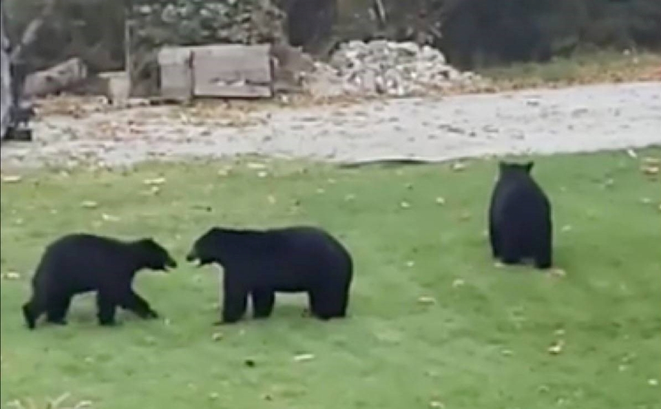είναι-πέντε-αρκούδες-και-παίζουν-στη-561128722