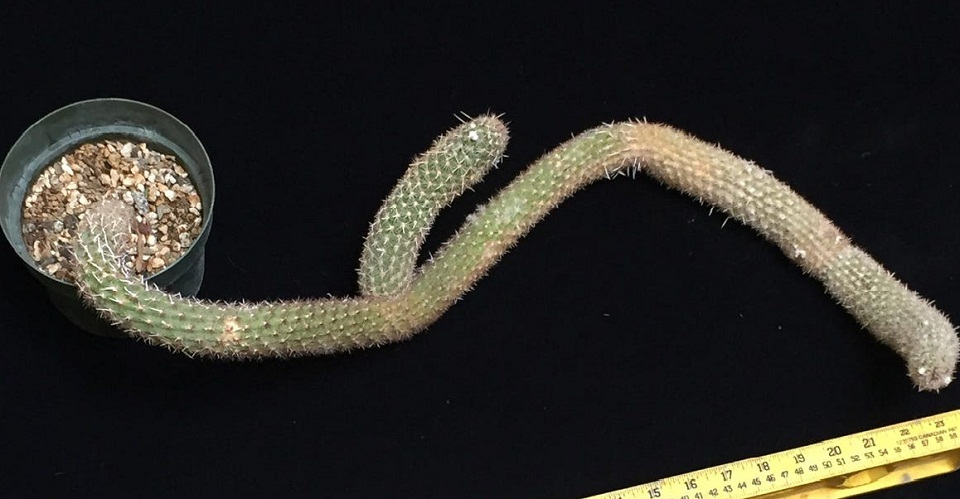 κάκτος-αξίας-250-000-δολαρίων-βίντεο-561117532