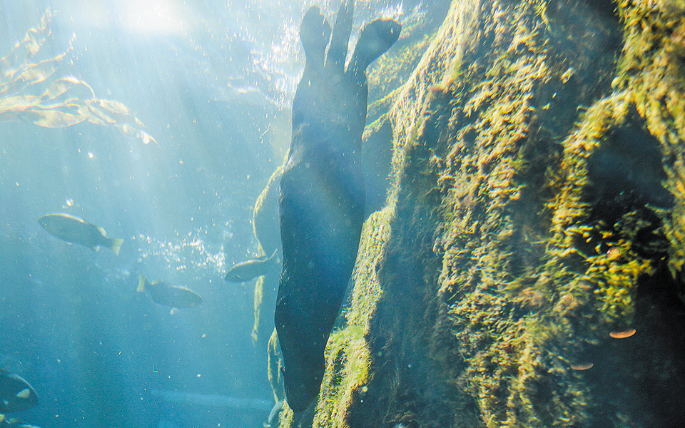 υπερθέρμανση-του-θαλάσσιου-βυθού-561117496