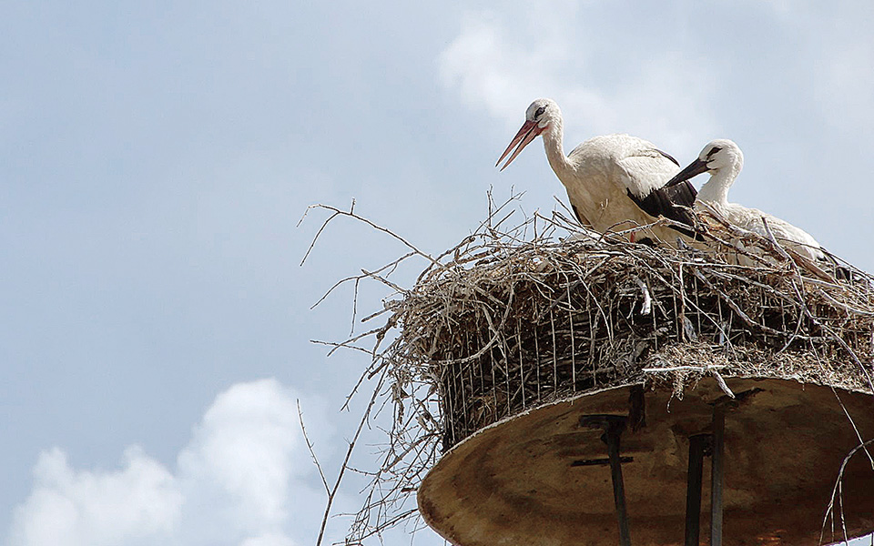 αγγελική-κοτταρίδη-ο-σεβασμός-στα-ζώα-561119461