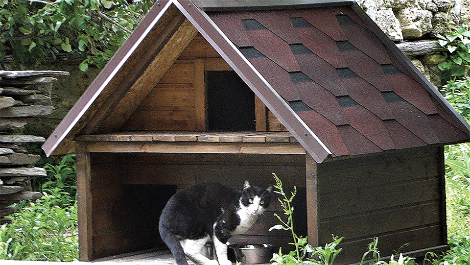Αγγελική Κοτταρίδη: Ο σεβασμός στα ζώα και στη φύση μαθαίνεται εξ απαλών ονύχων-1