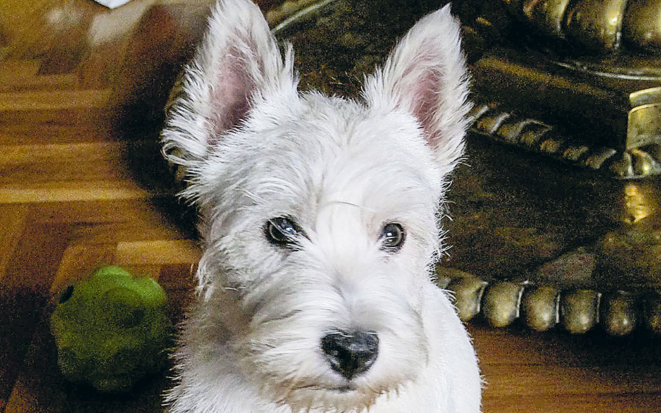 σκύλος-ο-παλαιότερος-φίλος-του-ανθρώπ-561138394