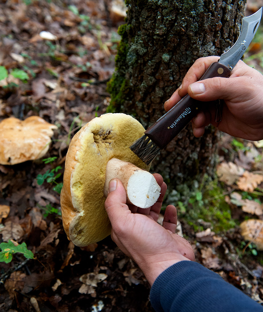 Οι «δικοί μας» μανιταρότοποι-1